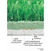 上海人造草上海人造草厂家上海人造草价格上海天路供